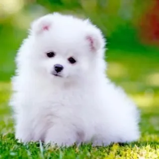 This little ball of fluff is a Pomeranian puppy. Keeping their thick coat clean and brushed is very important, and I love doing it.