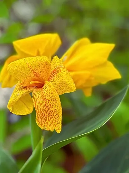 A yellow Canna Lily with delicate red spots. The variety within native species allows us to create diverse and colorful garden palettes that are also sustainable.