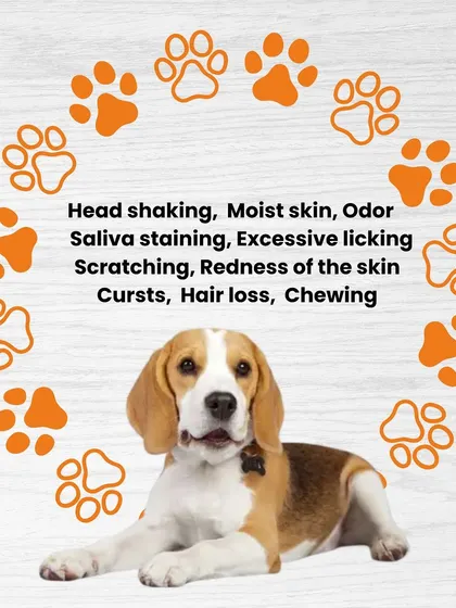 Is your dog showing signs of seasonal allergies? This graphic lists common symptoms to watch out for, like head shaking, scratching, and skin redness. I offer allergy-friendly treats to help.