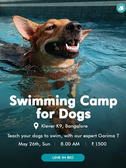 Announcing another one of our popular swimming camps. These events are perfect for teaching your dog to swim and become more confident in the water under expert supervision.