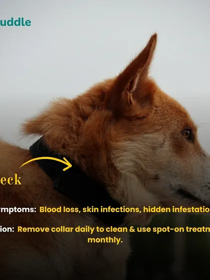 The area under your dog's collar is a prime hiding spot for ticks. Remember to remove the collar daily for cleaning and use monthly spot-on treatments to prevent infestations.