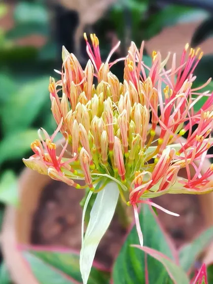 The Football Lily bloom just starting to emerge from its bud. Watching the process is part of the fun.
