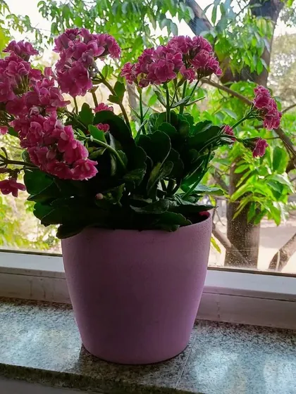 This is a duplicate of image 107. Flowering plants like this Kalanchoe can add a wonderful pop of color to an indoor garden. We help you choose plants that will thrive indoors and provide year-round interest.
