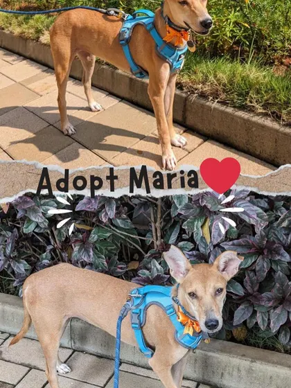 Another collage calling for Maria's adoption. We work hard to showcase our dogs' best qualities to help them find the right home.