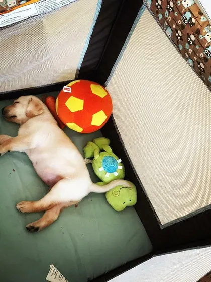A throwback to tiny Comet, fast asleep. These photos remind us how quickly they grow up.