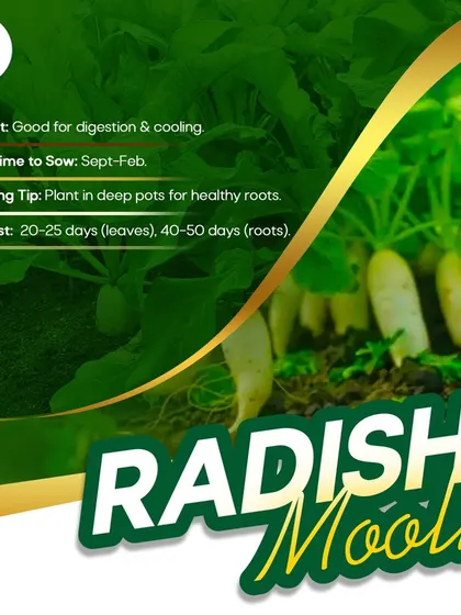 Grow crunchy Radish (Mooli) right on your terrace. It's great for digestion and can be grown in deep pots for healthy roots. You can harvest the leaves in 20-25 days and the roots in 40-50 days.