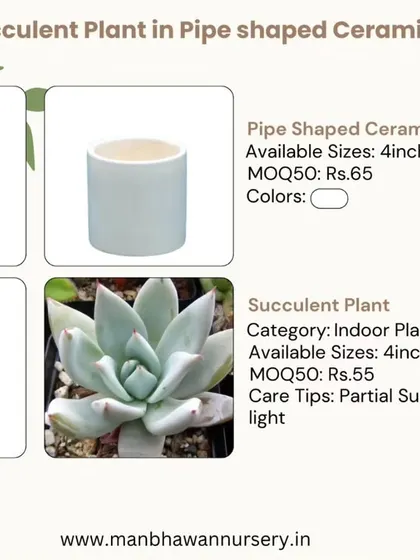This Echeveria succulent, paired with a modern pipe-shaped ceramic pot, is a chic and simple gift. Succulents require minimal watering, making them an ideal, hassle-free green addition to any workspace.