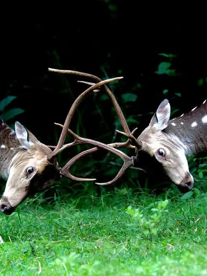 Two Spotted Deer stags lock antlers in a test of strength. While these fights can be intense, they are a crucial part of life in the wild, establishing dominance and ensuring the strongest genes are passed on.
