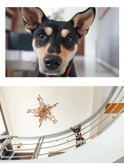 This is Luna, a pocket full of sunshine who was once a foster dog. It's amazing how the rescue community connects us, and I love hearing the stories of how these dogs bring people together.