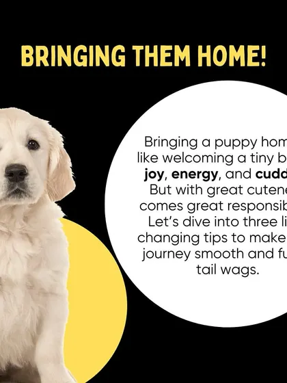 Bringing a puppy home is a huge responsibility. The first step is to create a safe and welcoming environment to help them settle in.
