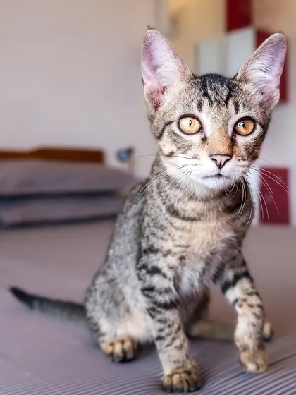 A young tabby cat, mid-pounce on the bed. At-home sessions are perfect for capturing their playful, energetic side.