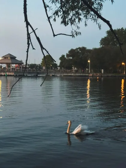 A beautiful swan gliding on the water at dusk, signaling the start of summer in Canada.