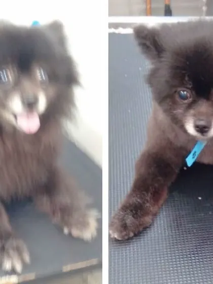 The perfect Teddy Bear cut for this adorable Pomeranian. We can create specific styles you love, ensuring your little teddy looks picture-perfect.