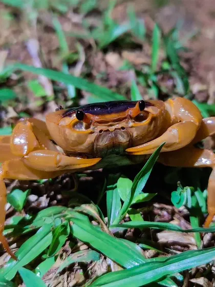 A freshwater crab emerges from the grass, its bright orange shell a pop of color in the night.
