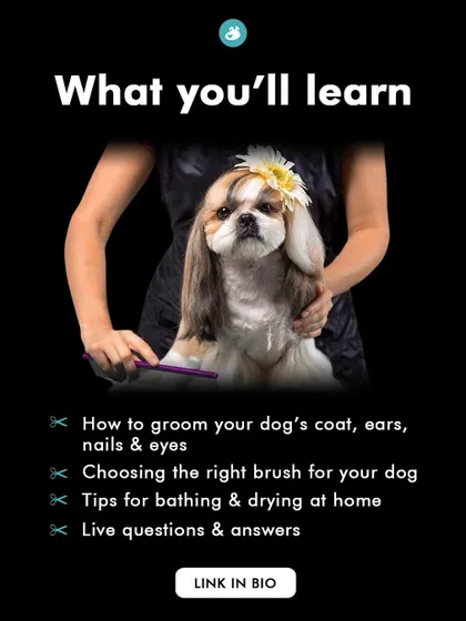 In my "How to Groom your Dog at Home" class, we cover all the essentials. This list details the key takeaways, ensuring you leave the class with practical, actionable knowledge.