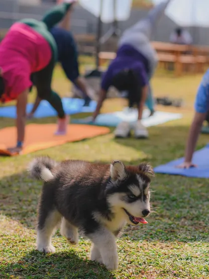 A tiny husky puppy makes for the cutest yoga partner.