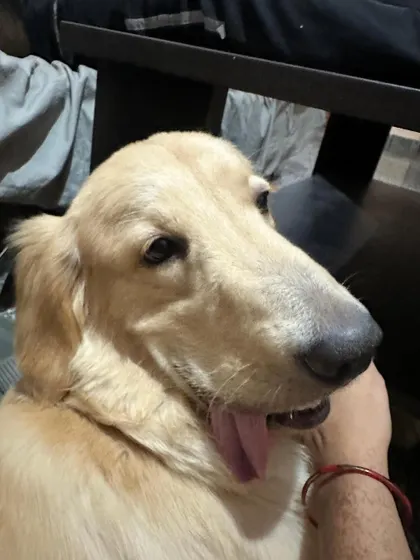Another shot of the handsome Milo, who has been adopted. He was trained to handle separation anxiety, making him a great fit for his new family.