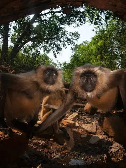 Camera trapping often yields unexpected and delightful results. While waiting for big cats, my camera was discovered by a troop of curious langur monkeys. They proceeded to take hundreds of "selfies," providing a humorous and candid glimpse into their social nature.