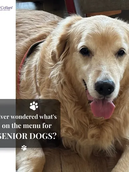 Ever wondered what's on the menu for senior dogs? Proper nutrition is critical in their later years. We work with pet parents to develop diet plans that support joint health, muscle mass, and a healthy weight.