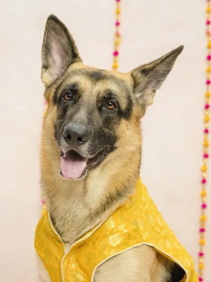 Snickers the German Shepherd looking regal in his yellow kurta for Diwali. I use simple, elegant backdrops to ensure your pet and their festive outfit are the stars of the show.