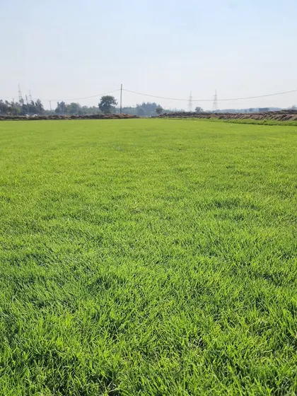 Another shot of our expansive and healthy turf fields, ready to become part of your landscape.
