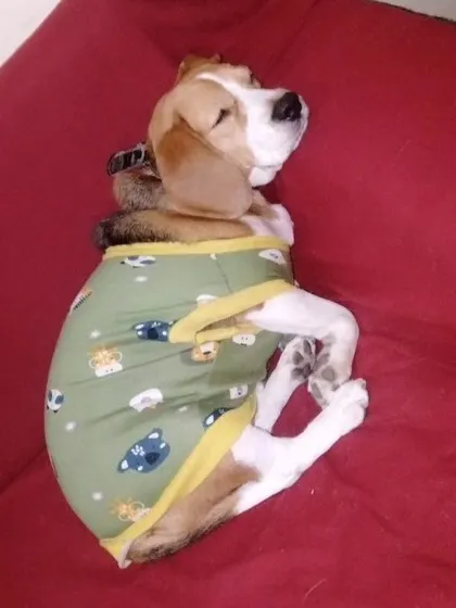 A peaceful nap after a day of play. This little Beagle is sleeping soundly in his cozy pajamas, showing how relaxed pets are at my boarding facility.