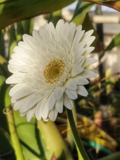 A beautiful white gerbera daisy catching the morning sun.