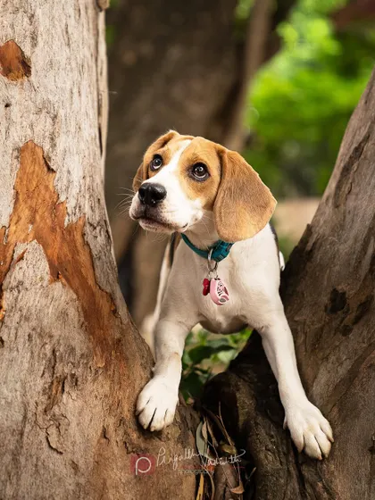 Thunder the beagle looking curious and a little mischievous from his perch in the tree. Outdoor locations offer endless creative possibilities.