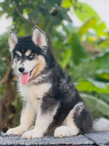 Another great shot of this promising young Husky. I'm excited to see him grow and contribute to my breeding program.