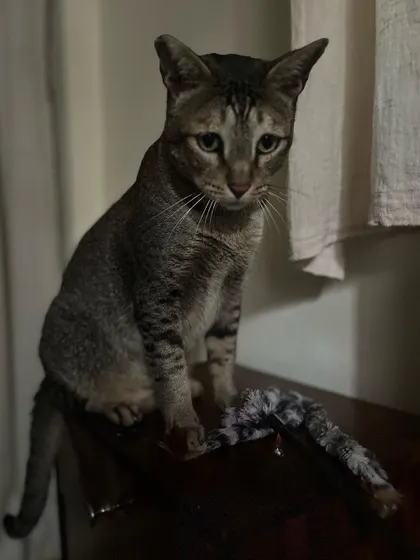 Ziggy posing with his toy. He went from being a lost, abandoned cat to a confident and chatty guest.