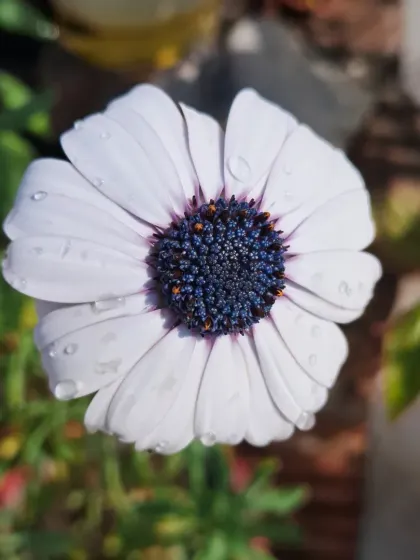 A top-down view of a Dimorphotheca.