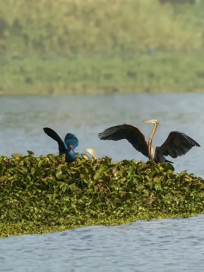 Duplicate of the Purple Heron and Swamphen, an image that shows inter-species interaction in a wetland habitat.
