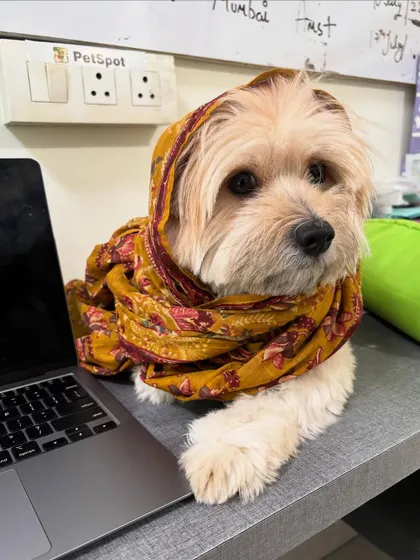The very serious business of being a "paw-ffice" assistant. Mischievous Moju, one of our regulars, loves to hang out at the desk, bringing smiles and laughter to our workday.