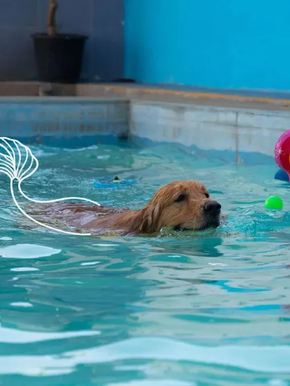 Every dog becomes a graceful 'mer-dog' in the water. I love seeing them enjoy the freedom of swimming, and I'm always there to ensure they are safe while they explore their aquatic skills.
