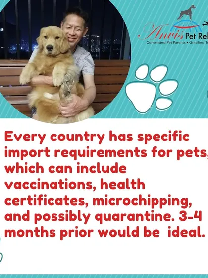 Every country has its own specific import requirements for pets. Planning 3-4 months in advance is ideal to ensure all vaccinations, health certificates, microchipping, and potential quarantine needs are met without a rush.