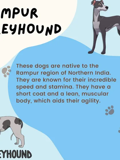Native to Northern India, the Rampur Greyhound is built for speed. Their muscular body and short coat aid their agility, making them one of the fastest dogs around.
