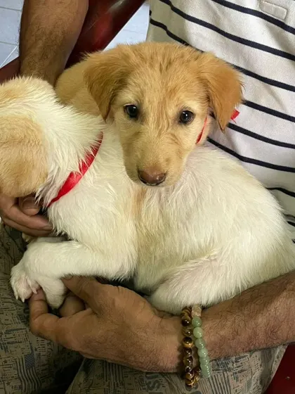 Meet Miss Bailey, a 45 day old female indie pup. She is one of two adorable sisters looking for a home in Bangalore.