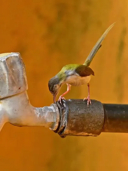 A tiny Common Tailorbird, known for its incredible stitched nests, makes the most of a leaking tap. Birds have an innate knowledge of where to find water, a resource we so often take for granted.