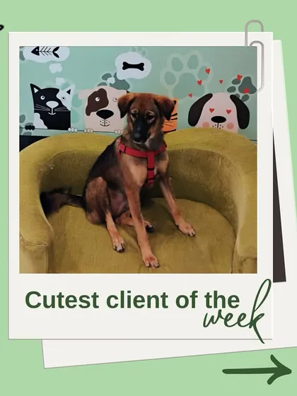 Another one of our wonderful indie clients looking sharp and happy. Regular grooming helps keep their coats healthy and shiny.
