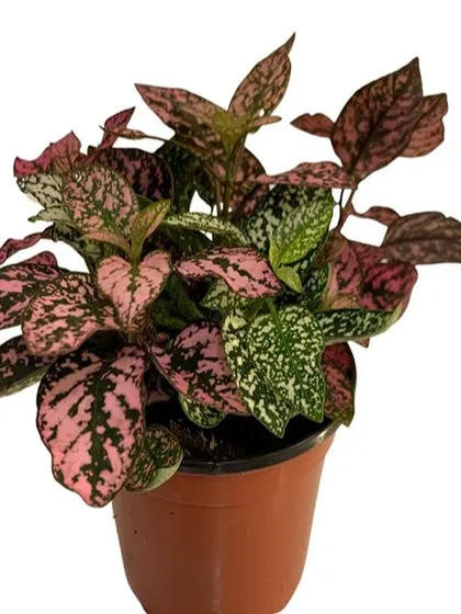 This colorful Hypoestes, or Polka Dot Plant, is a perfect example of our affordable and beautiful starter plants. It's an easy way to add a splash of pink and green to your indoor plant collection.
