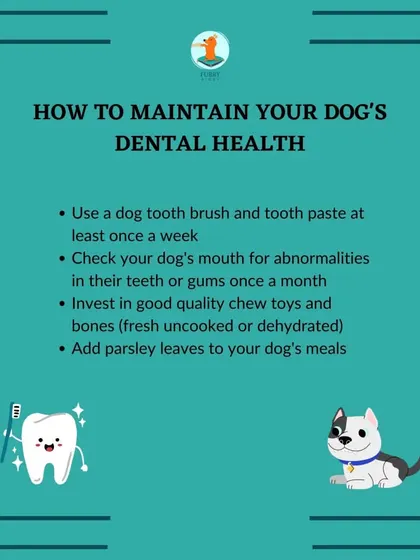A dog's dental health is a key part of their overall well-being. This guide provides tips on how to maintain it, including regular brushing, providing appropriate chew toys, and checking their mouth for any abnormalities.