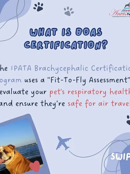 The IPATA Brachycephalic Obstructive Airway Syndrome (BOAS) Certification Program uses a "Fit-To-Fly Assessment" to evaluate your pet's respiratory health. This ensures they are safe for air travel.