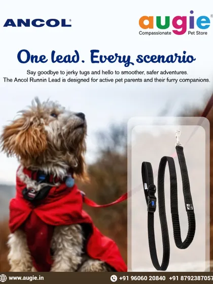 One lead for every scenario. The Ancol Running Lead is designed for active pet parents, with a shock-absorbing bungee to say goodbye to jerky tugs and hello to smoother, safer adventures.