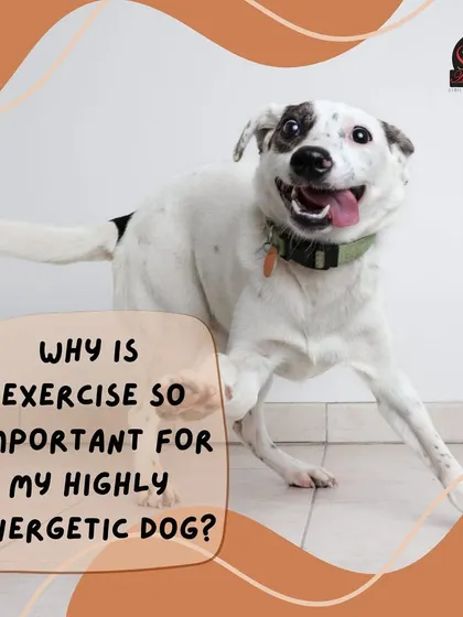 Exercise is crucial for high-energy dogs. It's not just about burning energy; it's essential for their physical health and mental well-being.