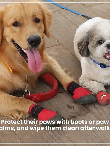 An essential winter care tip for your dog. Protect their sensitive paw pads from cold, rough surfaces with our dog boots or soothing paw balms.