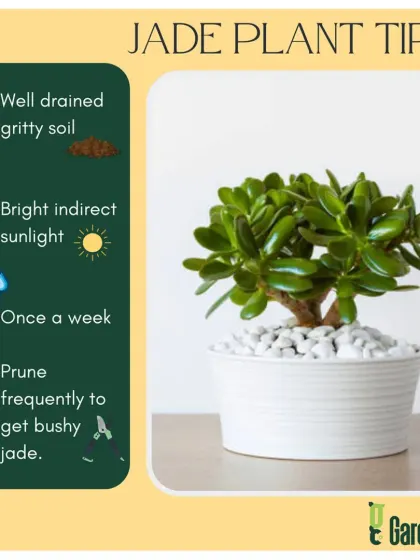 I believe in helping you succeed. This guide provides essential care tips for the popular Jade Plant, covering everything from soil and sunlight to watering and pruning. My goal is to give you the knowledge to help your plants thrive.