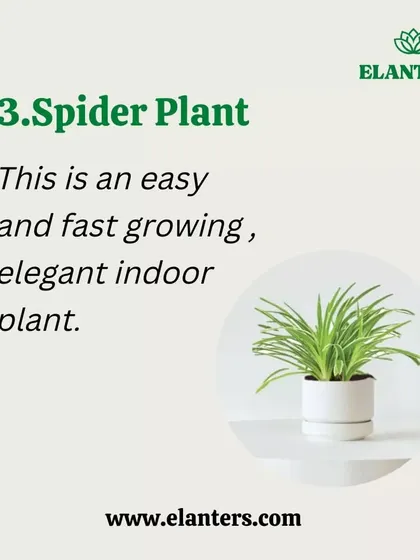 The Spider Plant is an elegant and fast-growing indoor plant that is very easy to propagate. It's a great choice for hanging baskets.