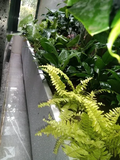 Different shades of green look amazing in indoor planters. Here, I've carefully chosen a combination of shade loving plants, including a bright golden fern, for a client's home.