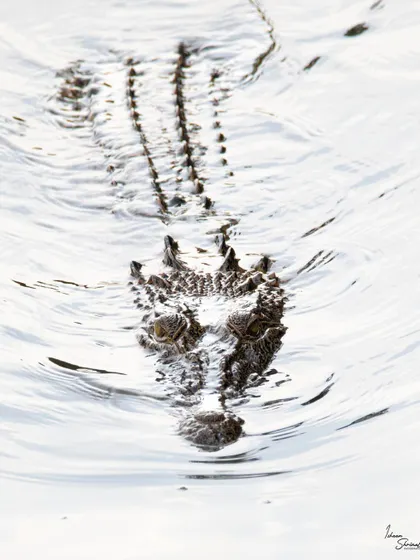 An Estuarine Crocodile swimming straight towards me in Singapore. The bright, reflective water creates a high-key effect, giving this shot a tense, almost ethereal feel as the scaled beast emerges from the white.