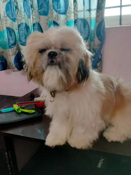 Another view of the groomed Shih Tzu with my tools, showcasing the professional setup I bring to your home.